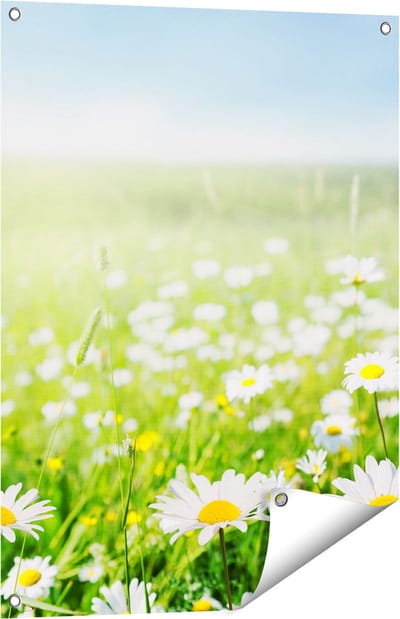 Gards Tuinposter Bloemenveld van Madeliefjes - Bloemen - 60x80 cm - Tuindoek - Tuindecoratie - Wanddecoratie buiten - Tuinschilderij