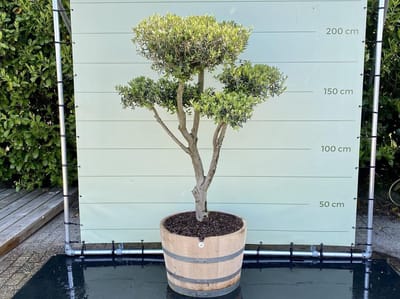Olijfboom Pon Pon - Olea Europea - In wijnvat - Stamomvang ⌀ 20-25 cm - Hoogte  180-200cm