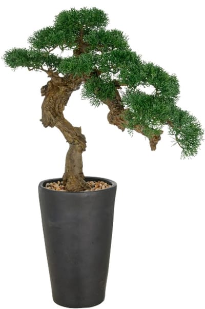 Kopu Bonsai Cederhout 80x60 cm met Zwarte Pot - Bonsaiboom