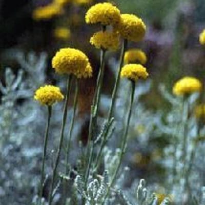 6 x Santolina Chamaecyparissus 'Lambrook Silver' - Heiligenbloem pot 9x9cm, zilvergrijs blad en aromatisch