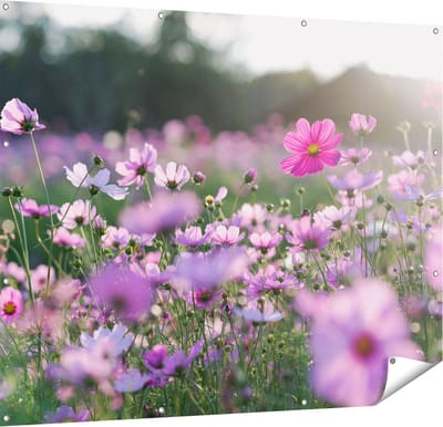 Gards Tuinposter Bloemenveld met Paarse Kosmos - 150x120 cm - Tuindoek - Tuindecoratie - Wanddecoratie buiten - Tuinschilderij