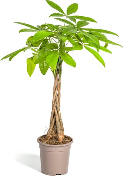 Plantenboetiek.nl | Pachira Aquatica - Ø19cm - 70-90cm hoog - Kamerplant - Groenblijvend