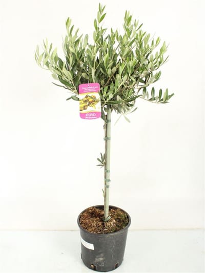 Olijfboom 90cm hoog↑ Potmaat Ø20cm