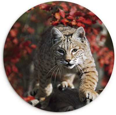 WallCircle - Wandcirkel 90x90 - Lynx - Boomstam - Herfst - Ronde schilderijen woonkamer - Wandbord rond - Muurdecoratie cirkel - Kamer decoratie binnen - Wanddecoratie muurcirkel - Woonaccessoires
