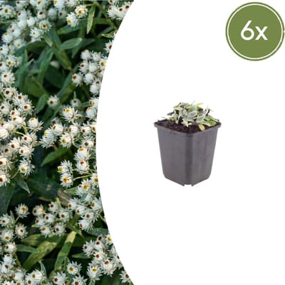 Tuinplantenshop.com | Anaphalis triplinervis | 6 stuks - Ø9cm - 10-25cm hoog - Tuinplant