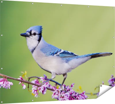 Gards Tuinposter Blauwe Gaai Vogel op een Tak - Kleur - 160x120 cm - Tuindoek - Tuindecoratie - Wanddecoratie buiten - Tuinschilderij