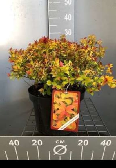 Spiraea jap. 'Magic Carpet'® ('walbuma') - Spierstruik , Japanse Spirea 30- 40 cm in pot