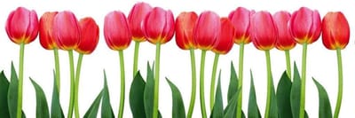 Fotobehang - Bed of Tulips 375x150cm - Vliesbehang
