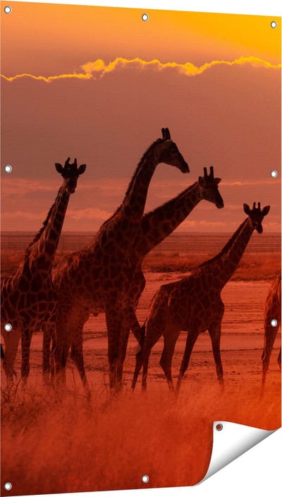 Gards Tuinposter Giraffe Kudde bij Zonsondergang - 80x120 cm - Tuindoek - Tuindecoratie - Wanddecoratie buiten - Tuinschilderij