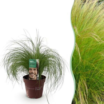 Plantenboetiek.nl | Siergrassen - Stipa tenuifolia Pony Tails - Groen - Groenblijvend - Winterhard - Ø17cm - 40-50cm hoog - Tuinplant