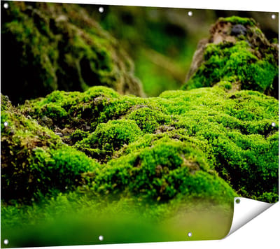 Gards Tuinposter Groen Mos - 120x90 cm - Tuindoek - Tuindecoratie - Wanddecoratie buiten - Tuinschilderij