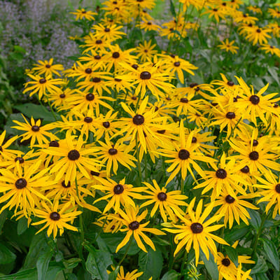 Zonnehoed (Rudbeckia fulg.) 'Goldsturm' | 1 stuk | Bijen- en vlinderplant | Bijentuin | 11x11 cm Kwekerspot