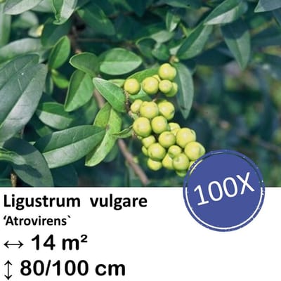 Green Harmony| Ligustrum vulgare 'Atrovirens` - kale wortel