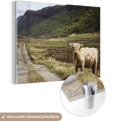 MuchoWow® Glasschilderij 160x120 cm - Schilderij acrylglas - Schotse Hooglander - Pad - Bos - Foto op glas - Schilderijen