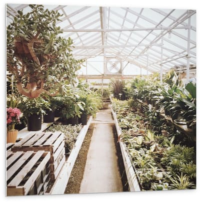 Forex - Binnenkant van Kas met Planten - 100x100cm Foto op Forex