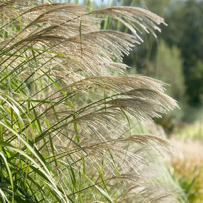 12 x Chinees Prachtriet - Hoog Siergras Winterhard - Miscanthus sinensis in 9x9cm pot met hoogte 5-10cm