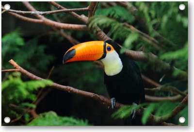 Toekan in de Jungle - Tuinposter 90x60 - Wanddecoratie - Dieren - Natuur