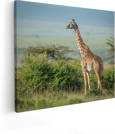 Artaza Canvas Schilderij Giraffe - 50x40 cm - Wanddecoratie Afrikaanse Savanne - Muurdecoratie Jungle - Kamer Accessoires Dieren