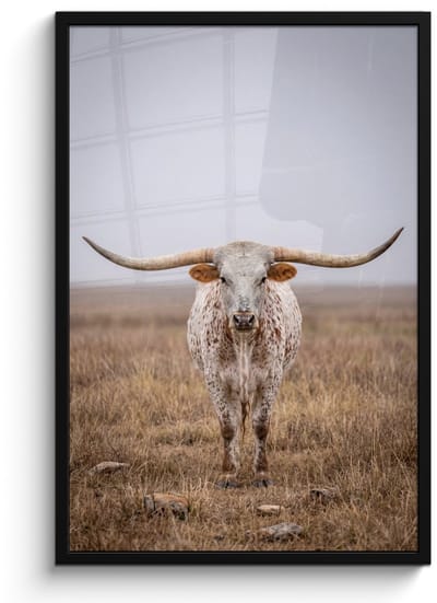 Poster in lijst - Fotolijst 60x90 cm - Posters - Longhorn - Grasveld - Dier - Posterlijst zwart - Decoratie - Wanddecoratie woonkamer - Muurdecoratie slaapkamer