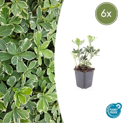 Tuinplantenshop.com | Pachysandra term. 'Variegata' | 6 stuks - Ø9cm - 10-25cm hoog - Tuinplant