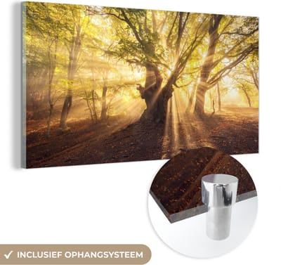 MuchoWow® Glasschilderij 40x20 cm - Schilderij acrylglas - Boom - Bos - Zon - Foto op glas - Schilderijen