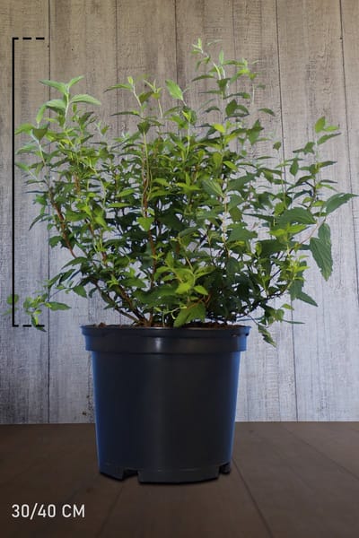 10 stuks | Japanse spierstruik Anthony Waterer Pot 40-60 cm | Standplaats: Half-schaduw | Latijnse naam: Spiraea japonica Anthony Waterer