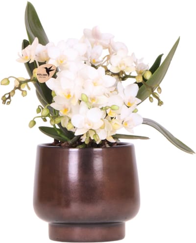 Kolibri Orchids | Scandic Copper pot Ø9cm met witte Nazaré orchidee – vers van de kweker