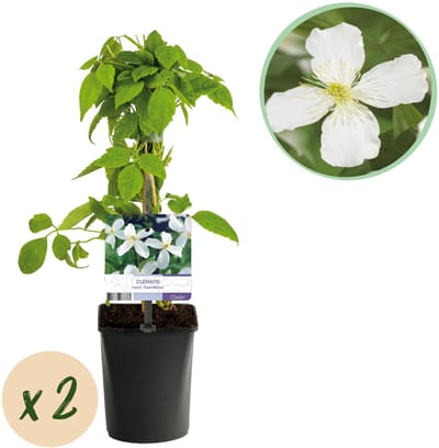 Plantenboetiek.nl | Klimplant - Clematis montana Grandiflora - Bloem Wit - Vroegbloeiend - Weinig onderhoud -2 planten - Pot 11cmcm - Ø10cm - 30-40cm hoog - Tuinplant