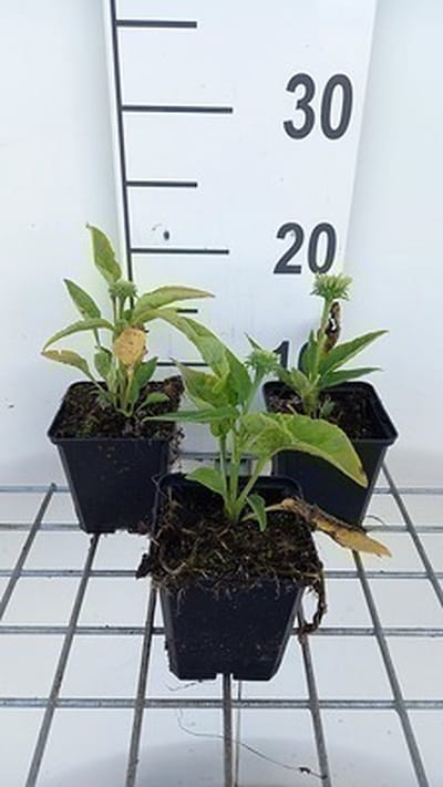 6x Zonnehoed - Echinacea purp. Mellow Yellows' | pot 9 x 9 cm