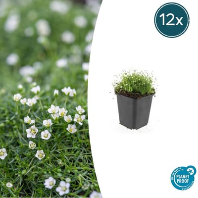 Tuinplantenshop.com | Sagina subulata | 12 stuks - Ø9cm - 10-25cm hoog - Tuinplant