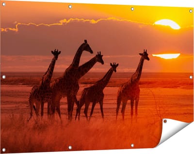 Gards Tuinposter Giraffe Kudde bij Zonsondergang - 120x80 cm - Tuindoek - Tuindecoratie - Wanddecoratie buiten - Tuinschilderij