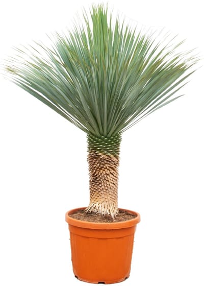 Plantenboetiek.nl | Yucca Rostrata - Ø55cm - 150-170cm hoog - Kamerplant
