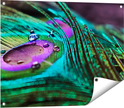 Gards Tuinposter Kleurrijke Pauw Veer met Waterdruppels - 80x60 cm - Tuindoek - Tuindecoratie - Wanddecoratie buiten - Tuinschilderij