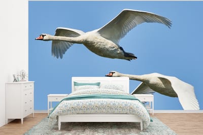 Behang - Fotobehang Zwaan - Vogel - Lucht - Blauw - Breedte 350 cm x hoogte 260 cm
