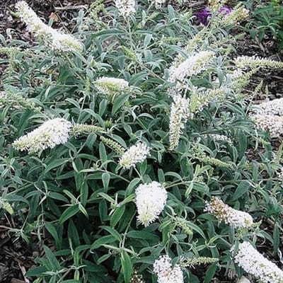 Buddleja hybrida 'Marbled White'® 40-60cm - Vlinderstruik, unieke sierstruik met gevlekte witte bloei