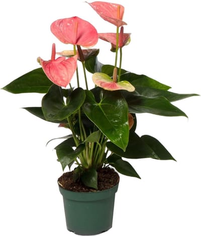 Plantenboetiek.nl | Anthurium Sweet Dream - Ø12cm - 25-35cm hoog - Kamerplant - Bloeiende kamerplant