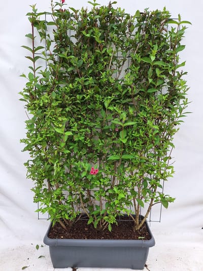 Green Harmony| Weigela 'Bristol Ruby' - Weigelia - Kant-en-Klaar Haag - 120 x 180 cm
