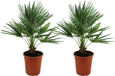 Bloomique - Set van 2 - Chamaerops Humilis - Europese Dwergpalm - Palmboom Winterhard - Tuinplanten - Hoogte 70-80 cm - Pot 21 cm