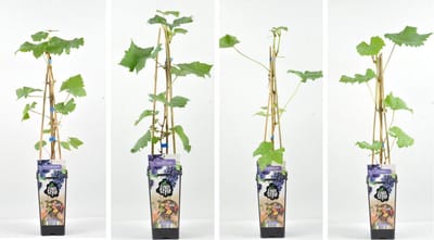 Blauwe Druiven fruitplanten mix - set van 4 verschillende soorten Blauwe Druiven- hoogte 30 / 40 cm