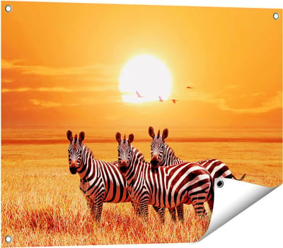 Gards Tuinposter Drie Zebra's bij Zonsondergang - 80x60 cm - Tuindoek - Tuindecoratie - Wanddecoratie buiten - Tuinschilderij