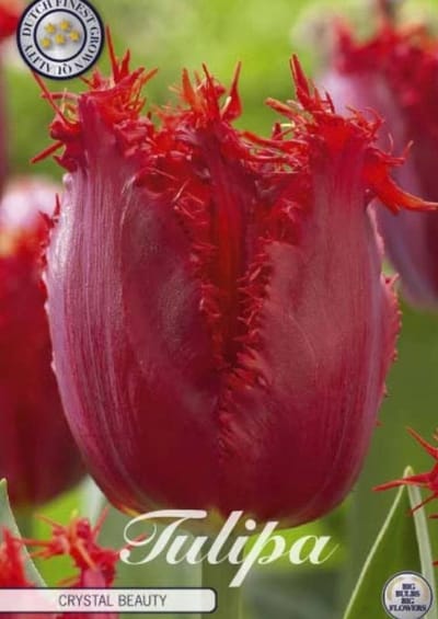 Chrystal Beauty Fringed Tulpenbollen 10 stuks bolmaat 12+