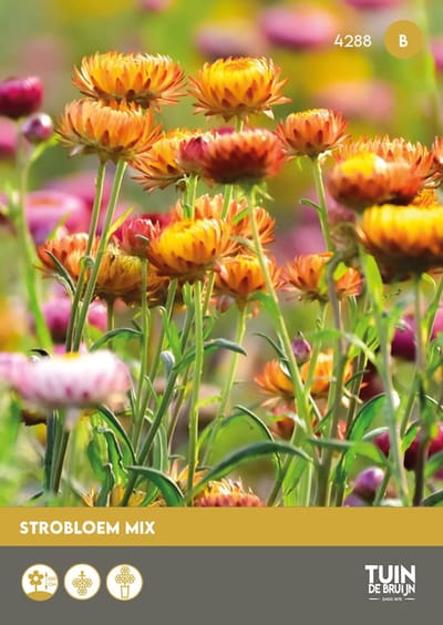 Strobloem Zaden Dubbelbloemig Mix – Helichrysum Bracteatum – ±100 Zaden – Droogbloemen – Rijkbloeiend – Zomerbloeier – Voor Tuin, Pluktuin en Bloemstukken - Tuin de Bruijn® zaden