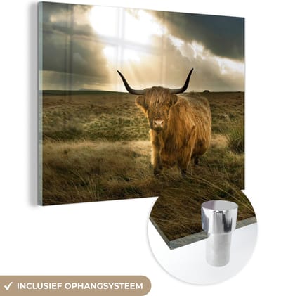 MuchoWow® Glasschilderij - Schotse Hooglander - Zon - Duin - Natuur - Dieren - 160x120 cm - Acrylglas Schilderijen - Foto op Glas - Muurdecoratie