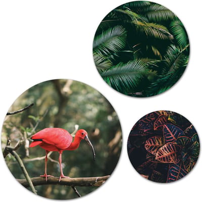 Forex Muurcirkel Set -  Set Rode Vogel Jungle, Palmbladeren - Set van 3 Wandcirkels met Ophangsystemen - 30x40x50