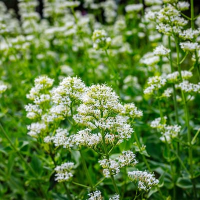 Bloomique - Set van 3 - Centranthus Ruber Albus - Spoorbloem - Rijkbloeiend - Winterhard - Vaste plant - 10-20 cm hoog - Pot 9 cm