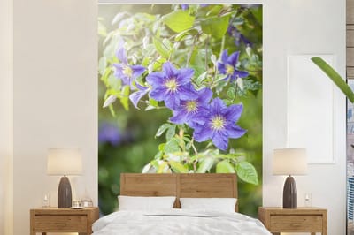 Behang - Fotobehang Paarse bloemen aan een klimplant - Breedte 160 cm x hoogte 240 cm