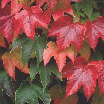 1 x Parthenocissus tricuspidata ' Veitchii' - Wilde wingerd 60-80 cm pot - perfect voor het bedekken van muren en schuttingen