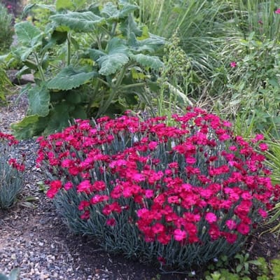 12 x Steenanjer Roze - Bodembedekker Winterhard - Dianthus deltoides Brilliant in 9x9cm pot met hoogte 5-10cm
