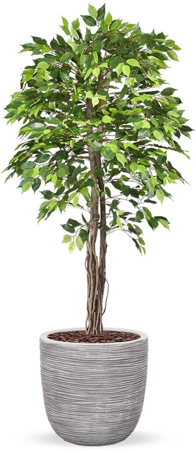 Kunstplant Ficus groen in planter ball Rib ivoor H200 cm