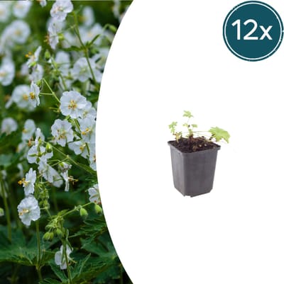 Tuinplantenshop.com | Geranium macr. 'White Ness' | 12 stuks - Ø9cm - 10-25cm hoog - Tuinplant